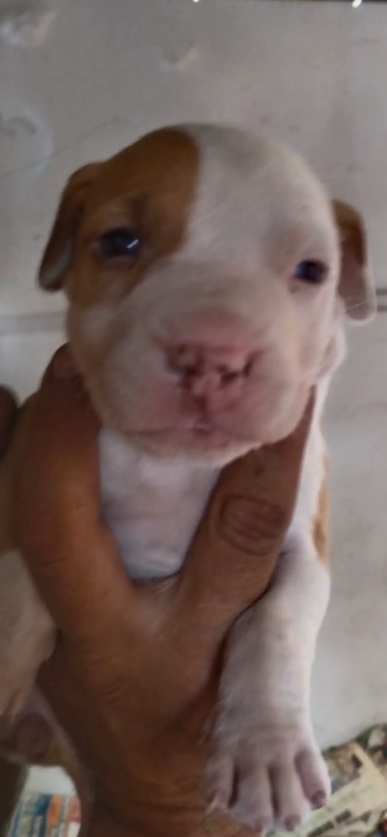 Pitbull Puppies in East Rand (06/01/2024)