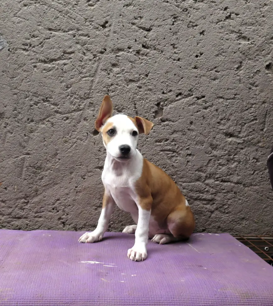 Pitbull Puppies in Pretoria (01/01/2024)