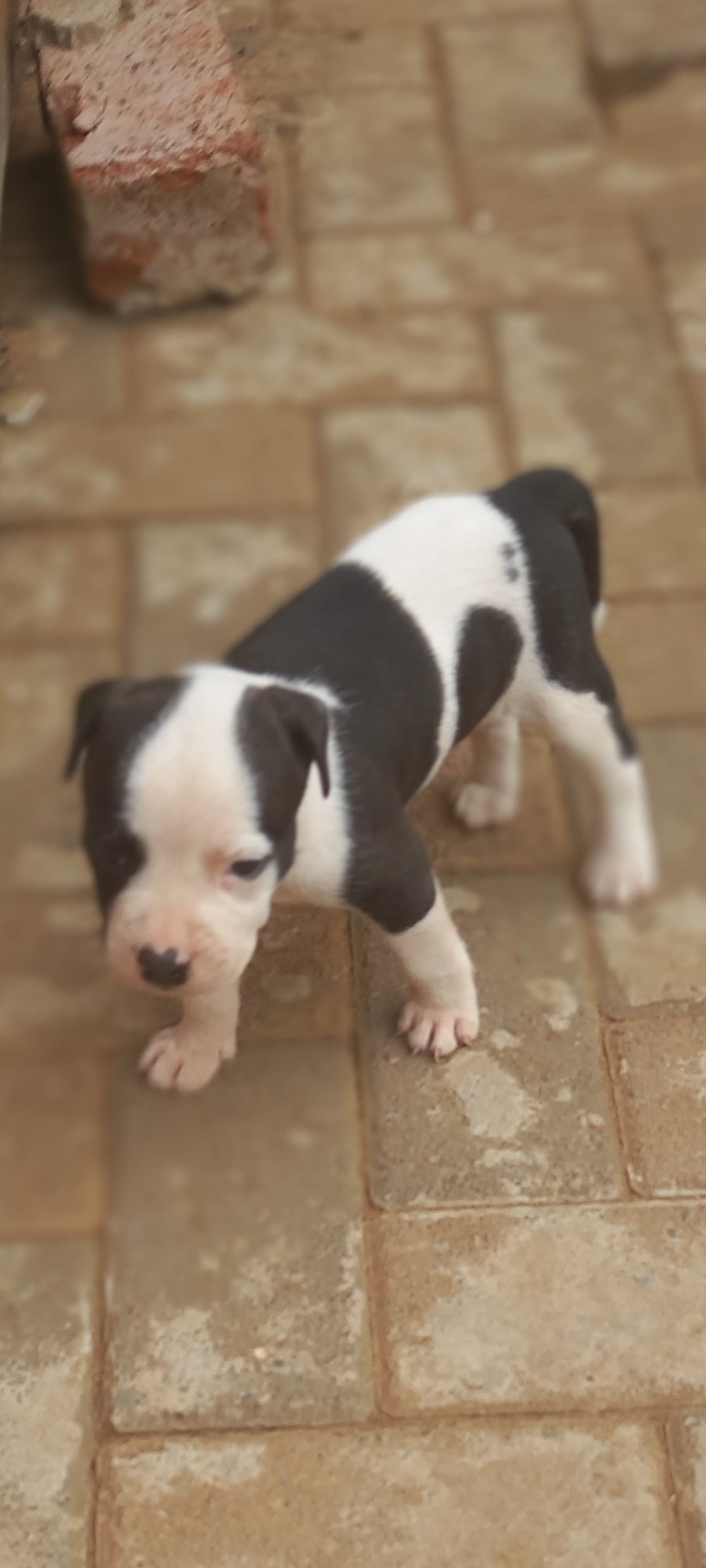 Pitbull Puppies in Pretoria (28/01/2024)