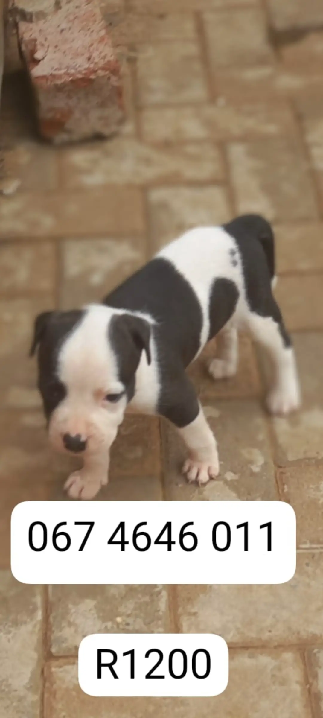 Pitbull Puppies in Pretoria (28/01/2024)