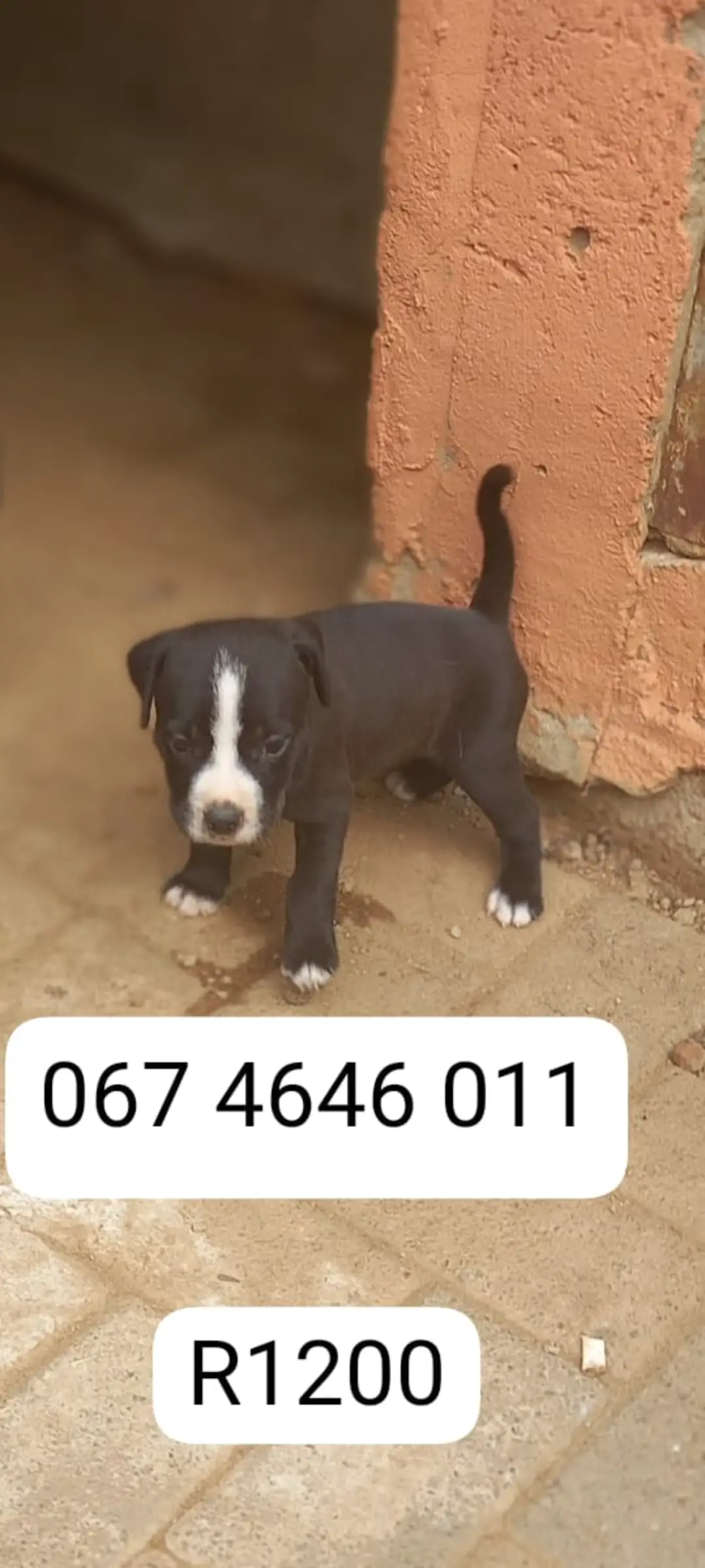 Pitbull Puppies in Pretoria (27/01/2024)