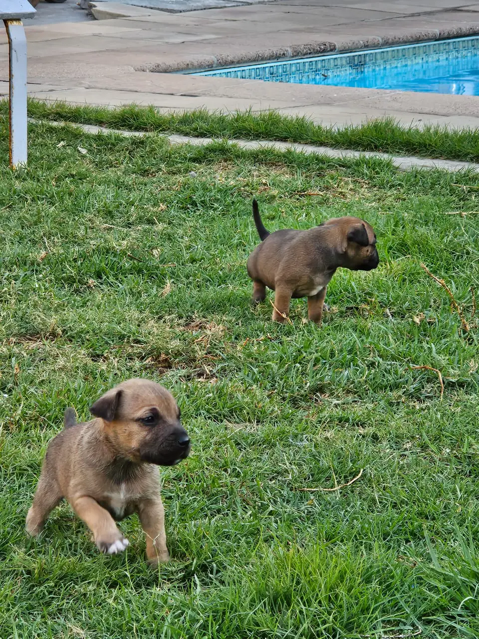 Staffie Puppies in Cape Town (22/01/2024)