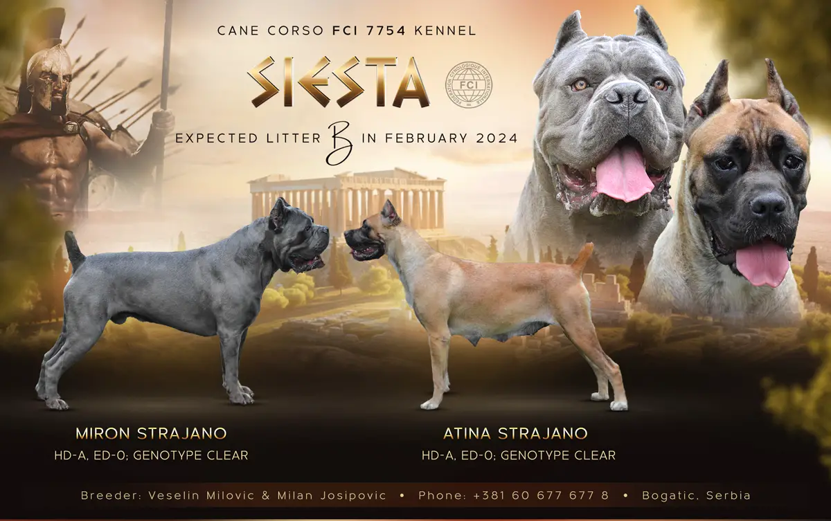 Cane Corso Puppies in Johannesburg (31/01/2024)
