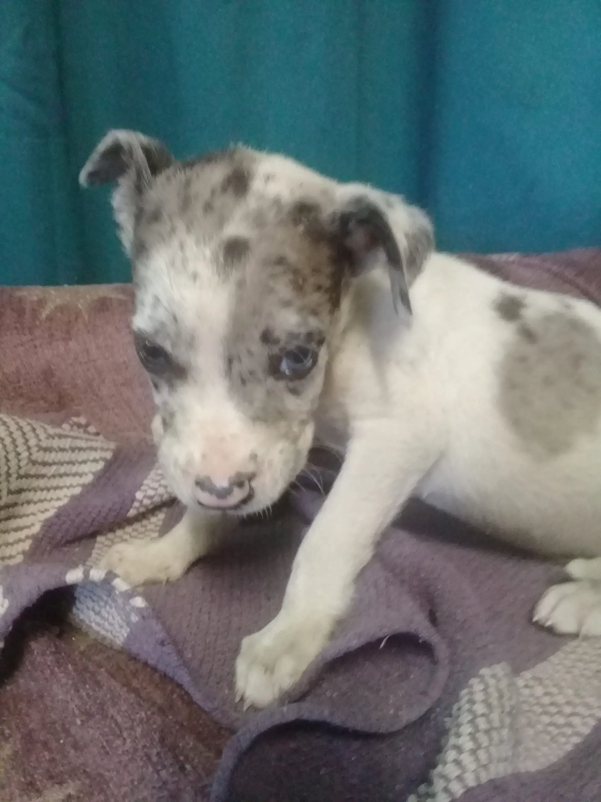 Great Dane Puppies in East Rand (03/02/2024)