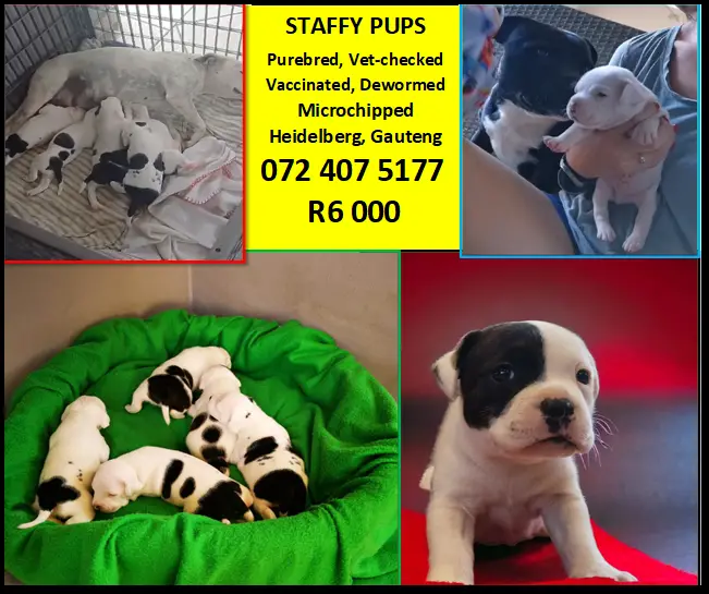 Staffie Puppies in Other (05/02/2024)