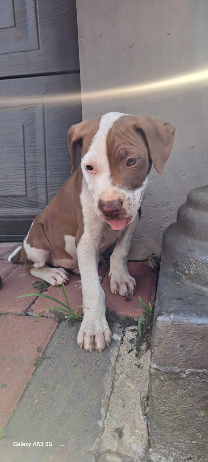 Pitbull Puppies in Johannesburg (06/02/2024)