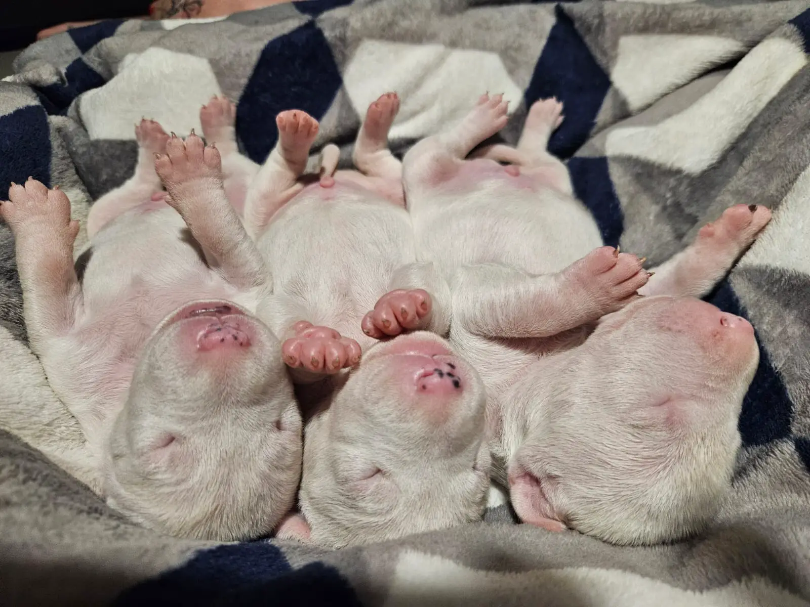 Bull Terrier Puppies in East Rand (23/02/2024)