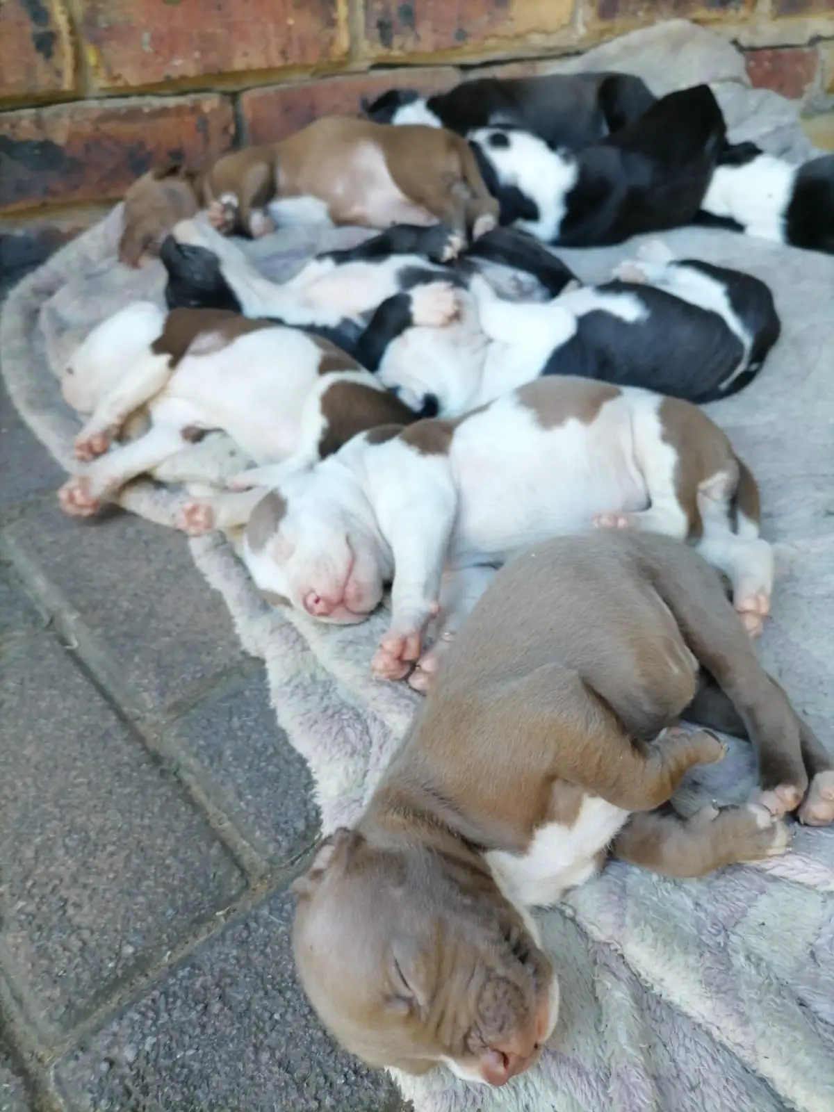 Pitbull Puppies in Vereeniging (01/02/2024)