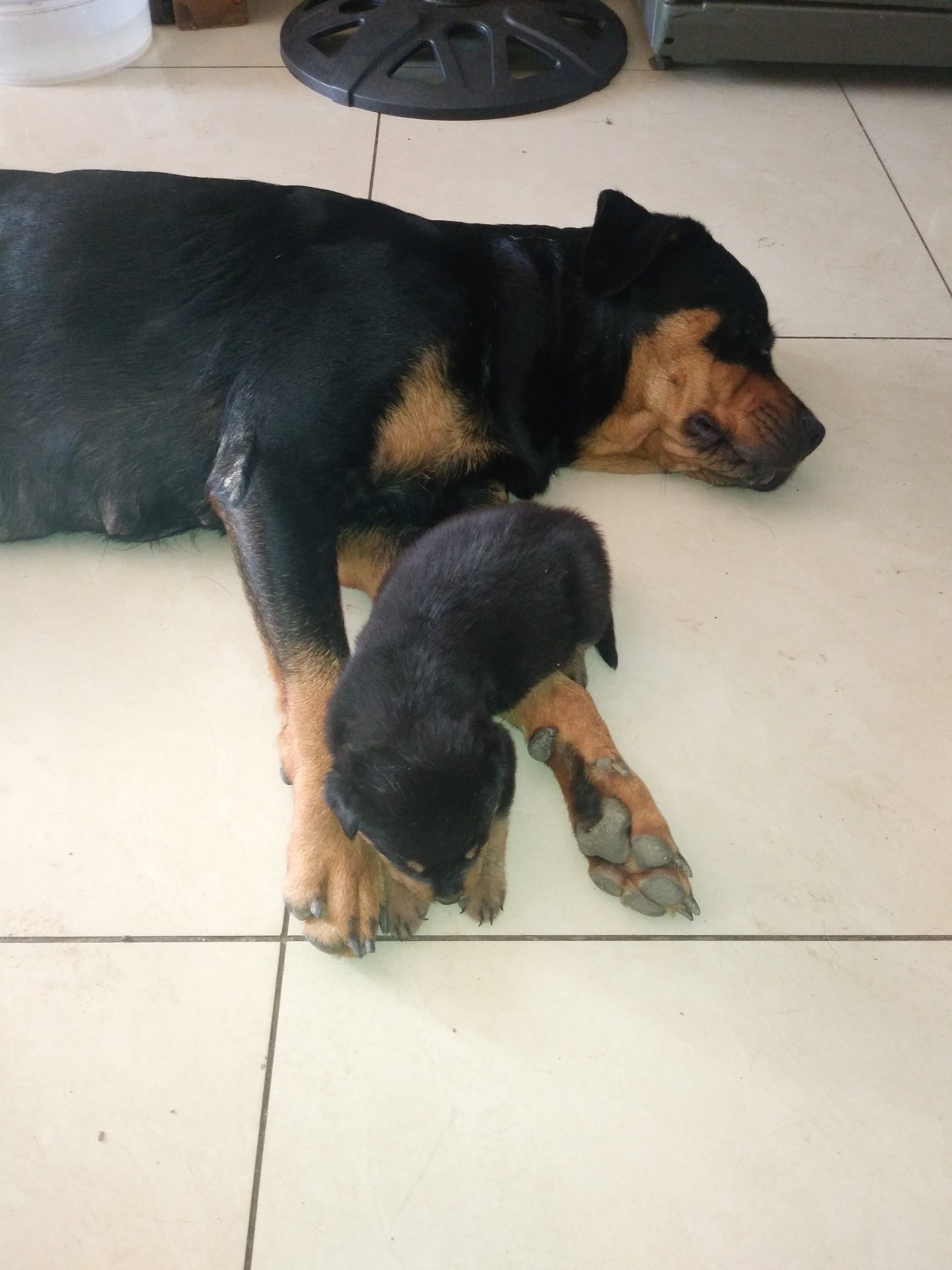 Rottweiler Puppies in East Rand (05/03/2024)