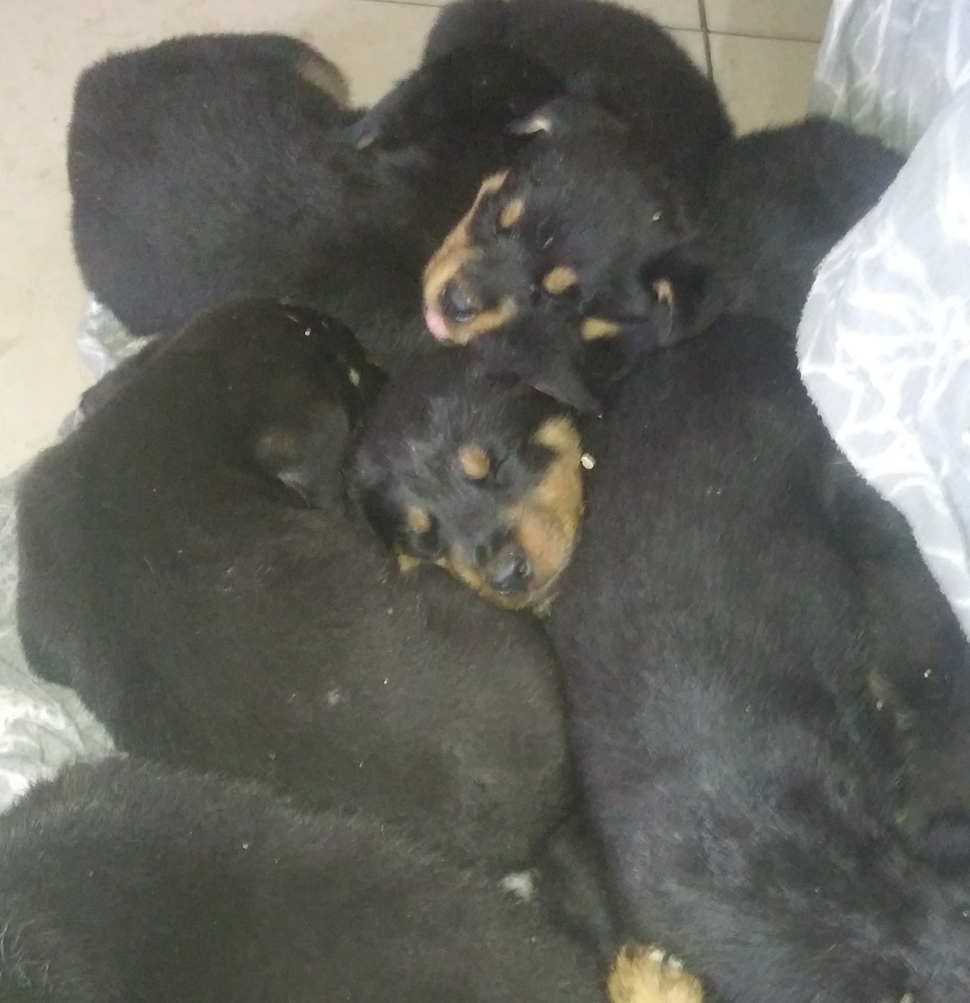 Rottweiler Puppies in East Rand (20/03/2024)