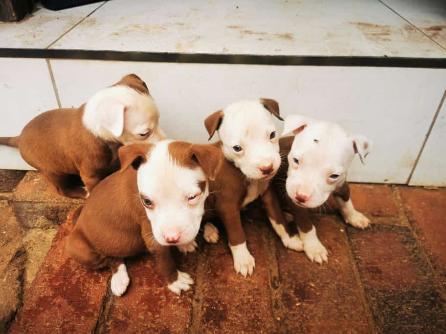 Pitbull Puppies in Johannesburg (22/03/2024)