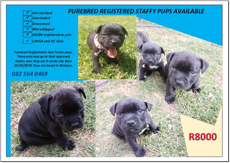 Staffie Puppies in East Rand (31/03/2024)