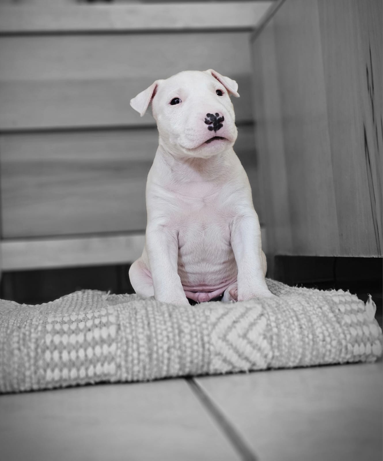 Bull Terrier Puppies in East Rand (22/03/2024)