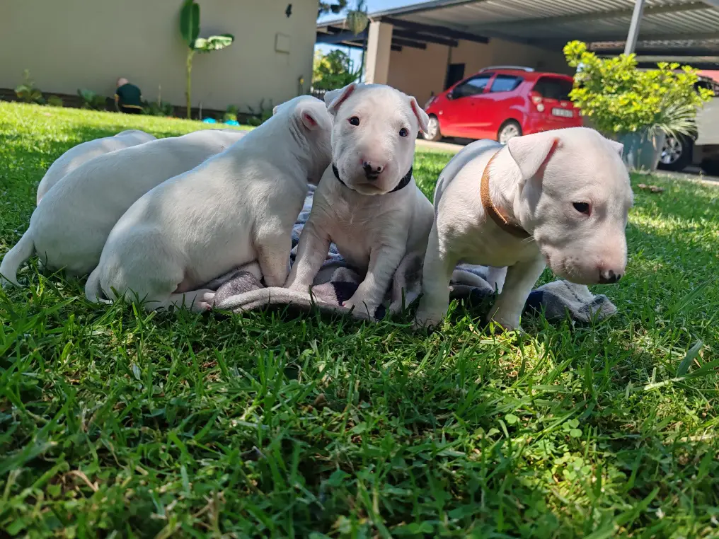 Bull Terrier Puppies in East Rand (15/03/2024)