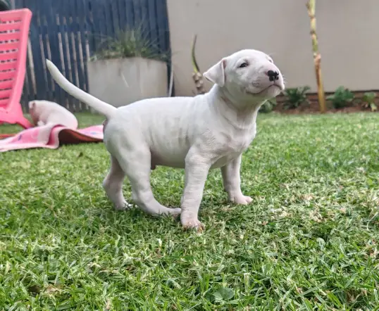 Bull Terrier Puppies in East Rand (17/03/2024)
