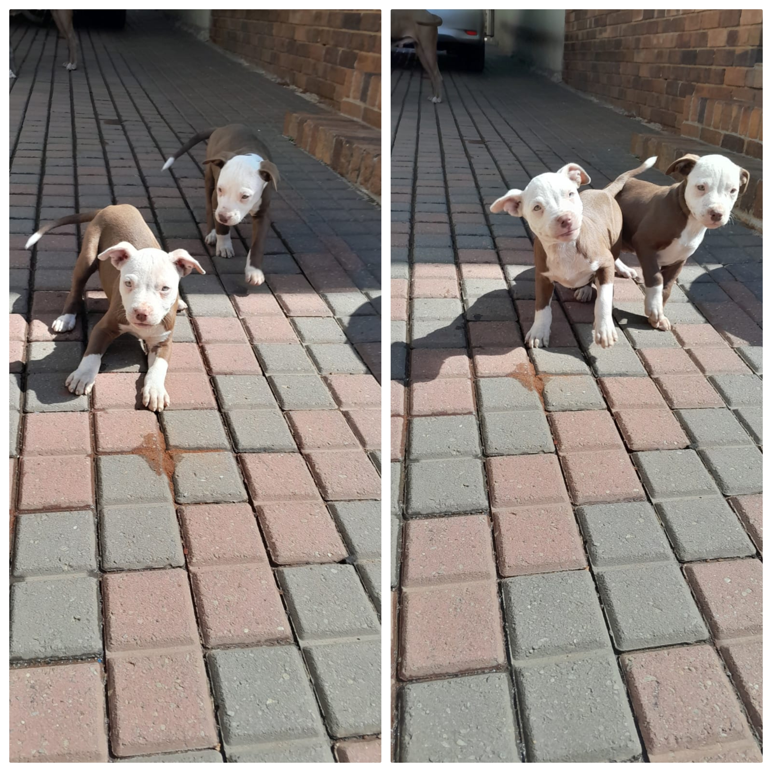 Pitbull Puppies in Johannesburg (17/04/2024)