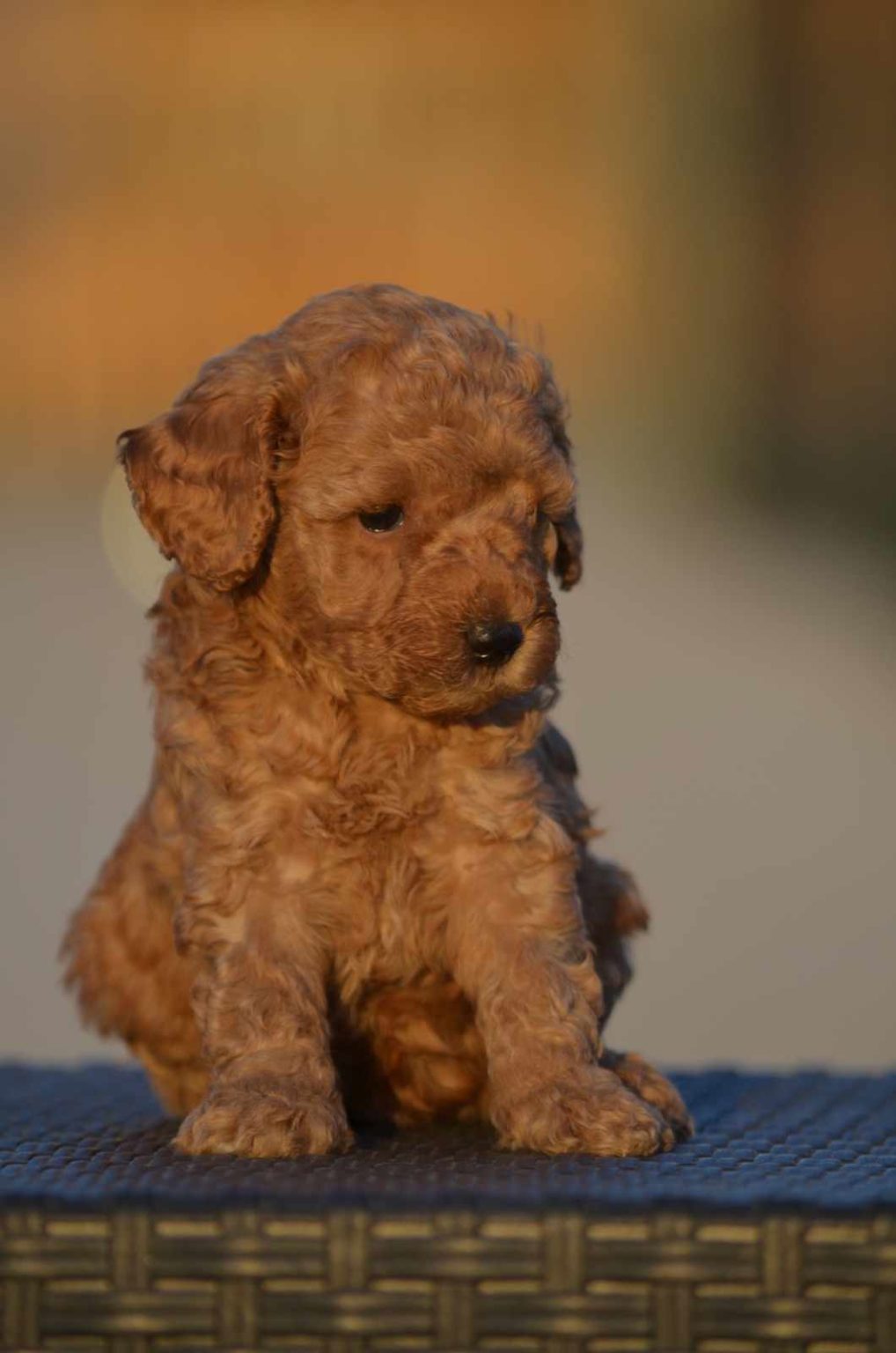 Poodle Puppies In Johannesburg (06 04 2024)