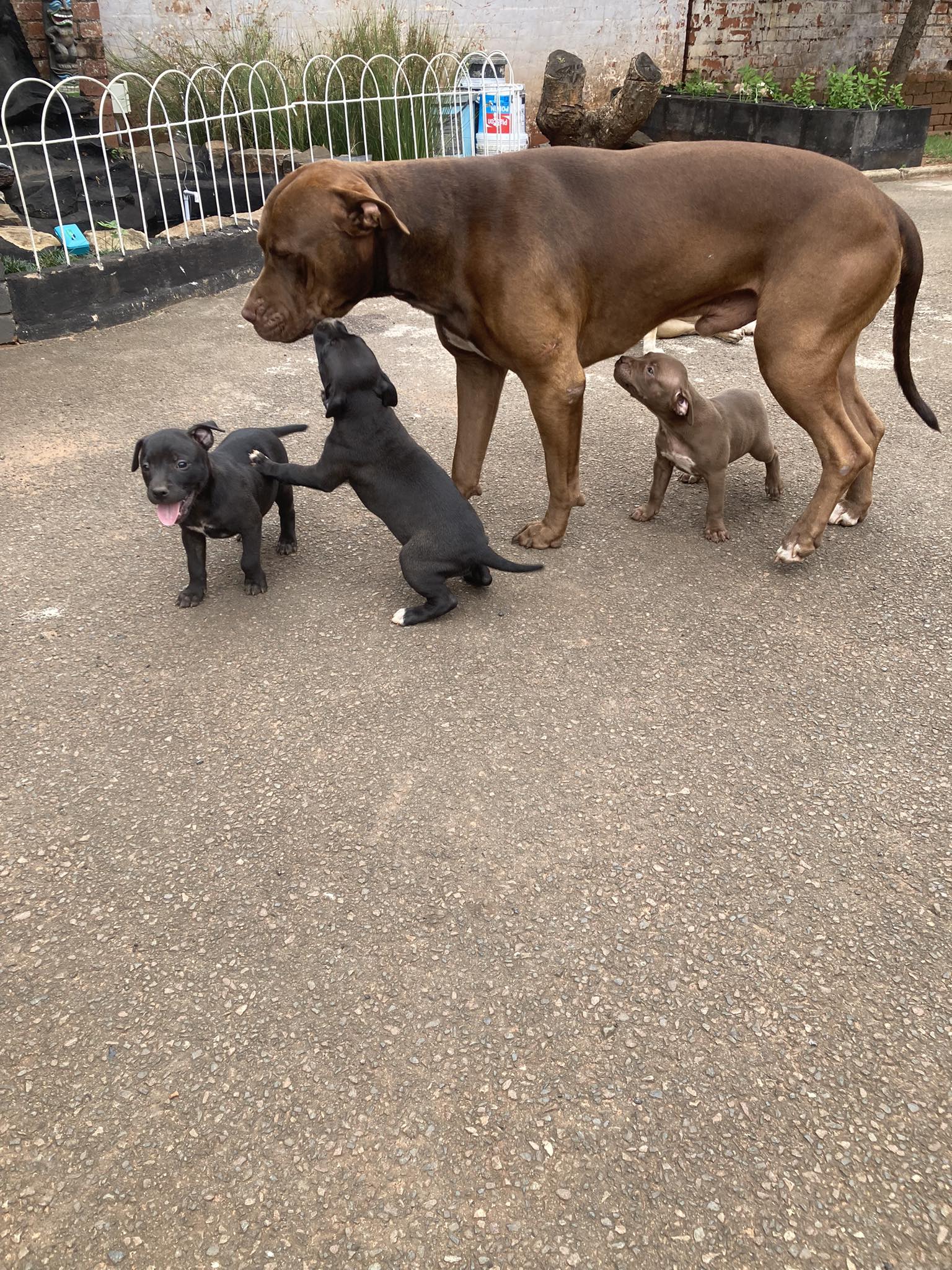 Pitbull Puppies in Kwazulu Natal (04/04/2024)