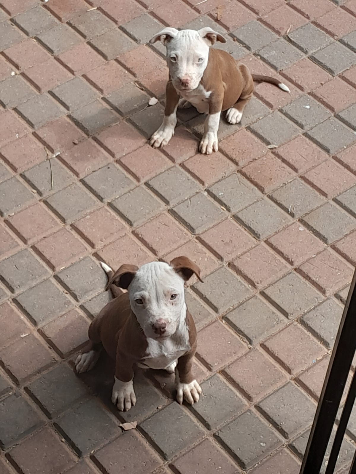 Pitbull Puppies in Johannesburg (27/04/2024)