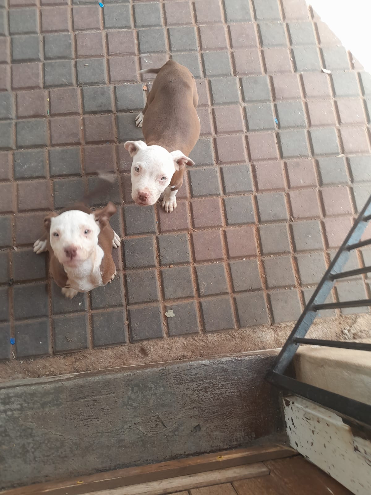 Pitbull Puppies in Johannesburg (25/04/2024)