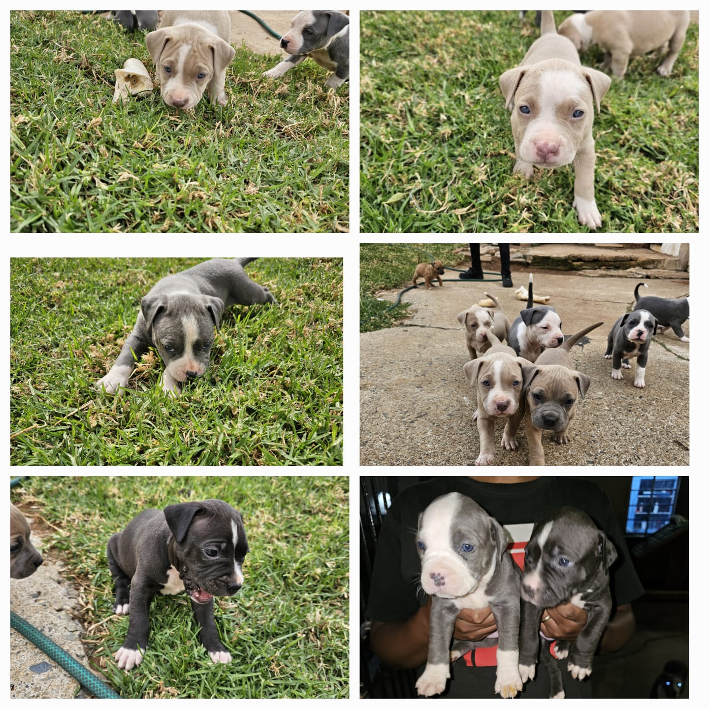 Pitbull Puppies in Johannesburg (29/04/2024)