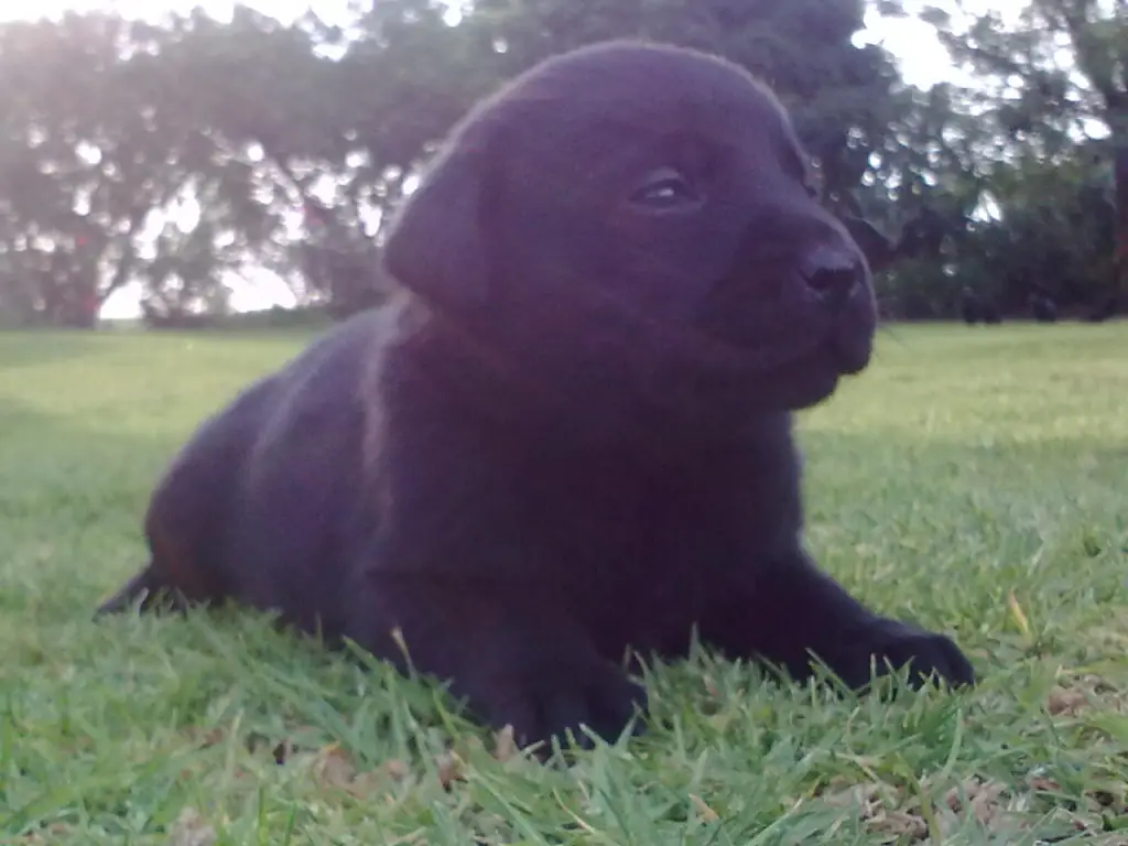 BLACK LABRADOR PUPPIES