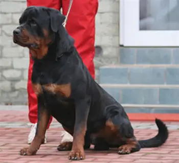 Pure Bred Rottweilers