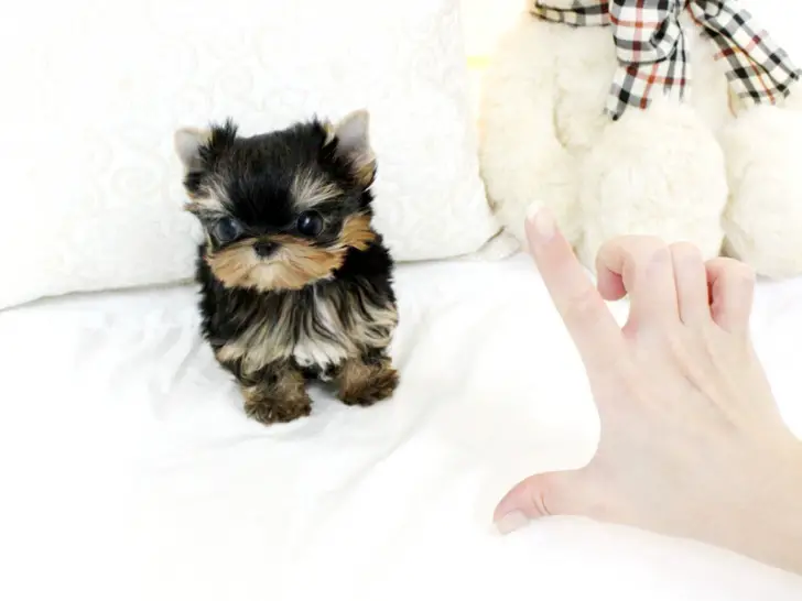 Teacup Yorkies Puppies For Sale