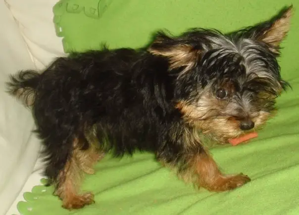 Cute Yorkie Puppies For Loving Homes
