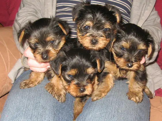 Yorkshire Terrier Puppies stunning