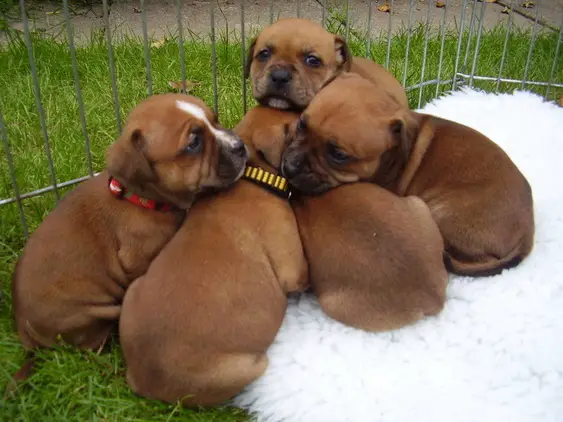 Adorable Staffordshire Terrier puppies
