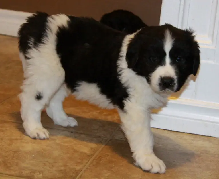 Purebred Newfoundland Puppies! Males Only!