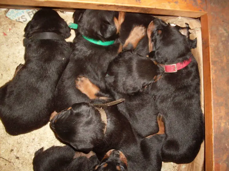 Rottweiler Pups – 5 females – kusa – Health Guarantee