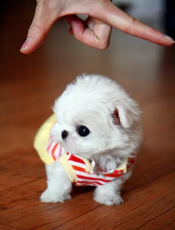 MALTESE PUPPIES- T-Cups