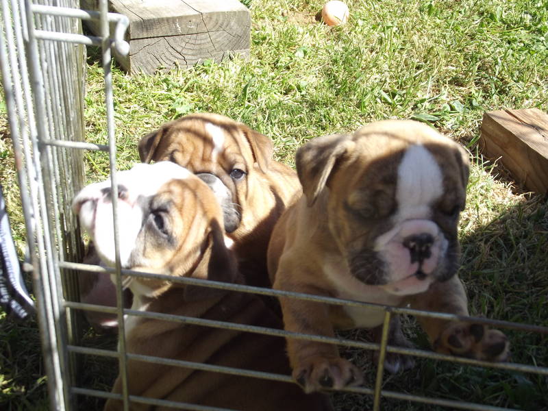 KUSA English Bulldog puppies