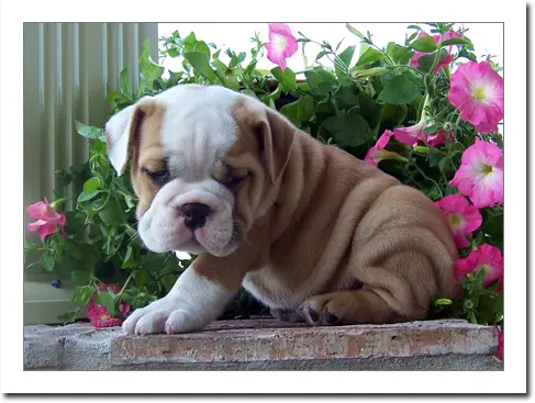 English BullDog Puppies Available For Good Home