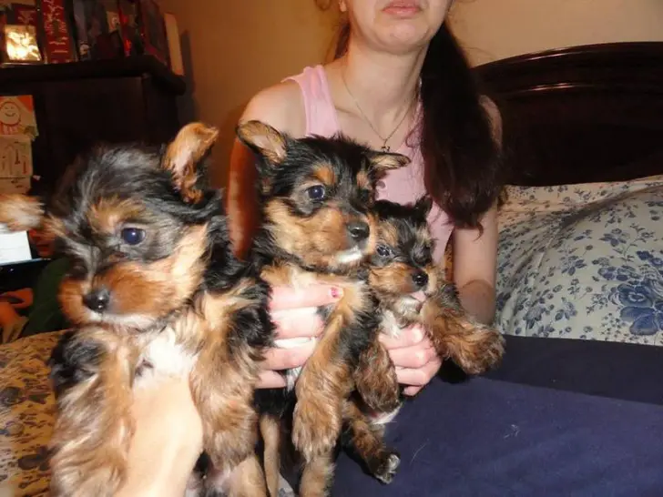 Yorkshire Terrier (yorkie) puppies for sell – cute, small, amazing