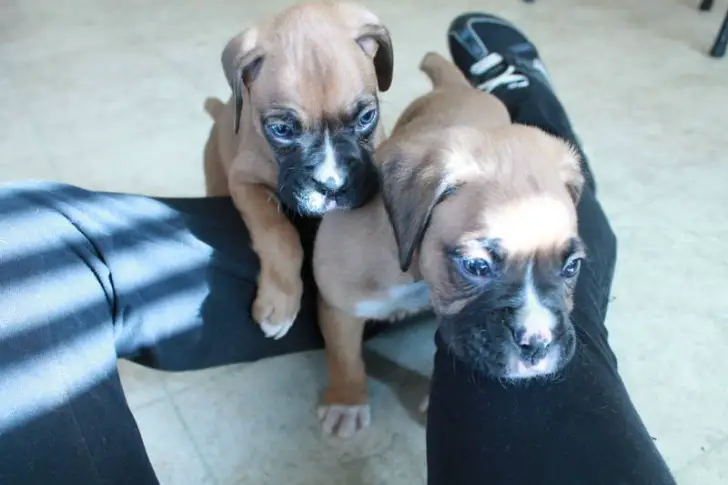 KUSA Purebred Male Boxer Puppies
