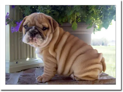 English Bulldogs for Sale Male and Female Available