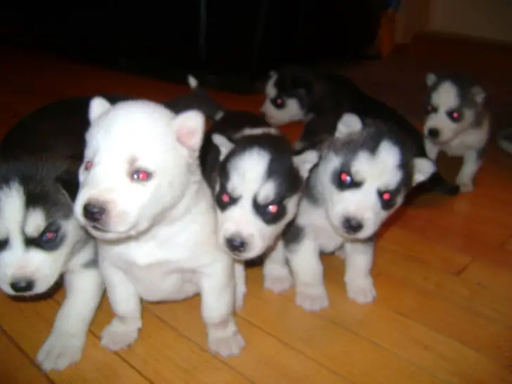 Blue eyes Siberian Husky Puppies