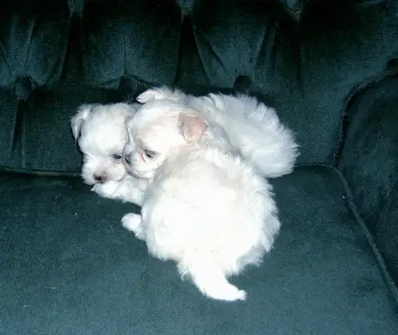 Tiny KUSA Registered Maltese Puppies for Sale