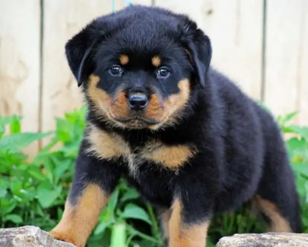 Charming Good Rottweiler Puppies Now Ready To Go Hom