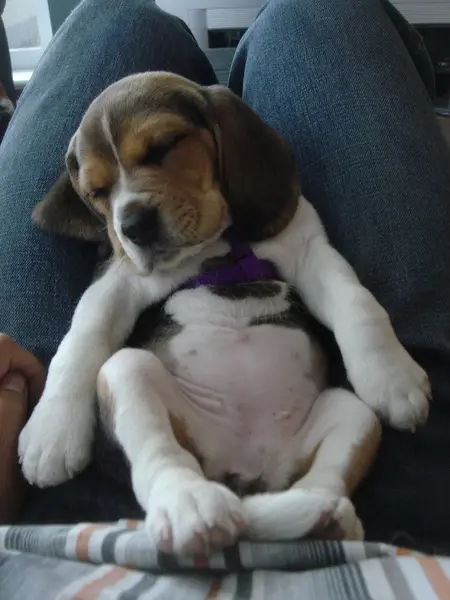 Miniature Pocket Beagle Puppies
