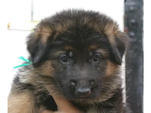 German Shepherd Pups for sale