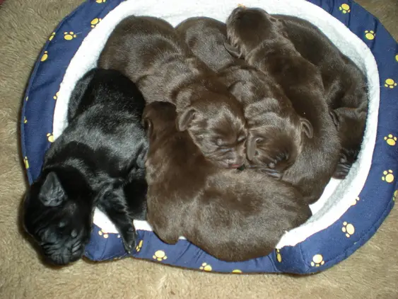 Labrador puppies 5 Chocolate 2 Black