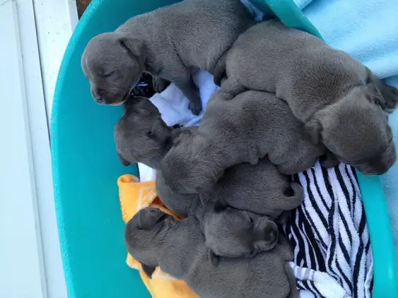 READY TO GO NOW STUNNING BLUE STAFFY PUPPIES