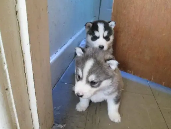 Blue Eyes Siberian Husky Puppies For A lovely & Caring Home