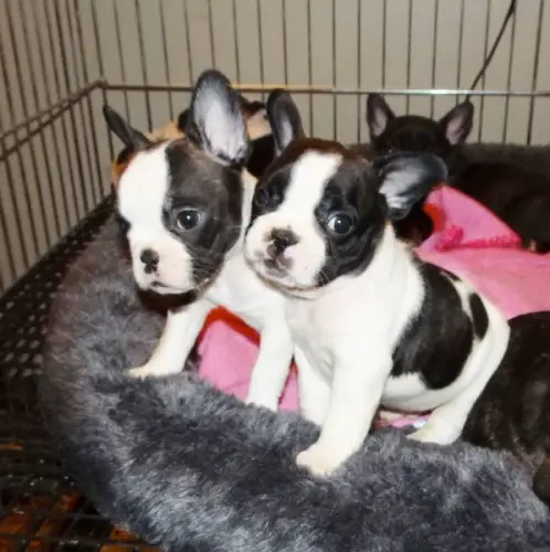Champion line Boston Terriers Puppies – (9 Weeks Old)