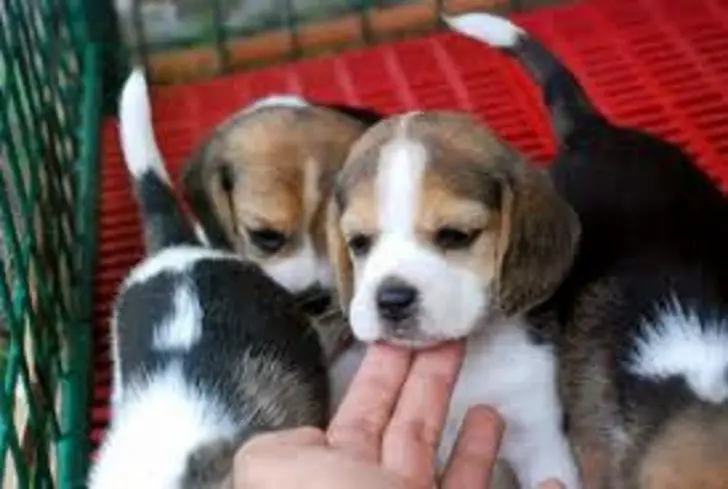 Beagle Puppie for sale