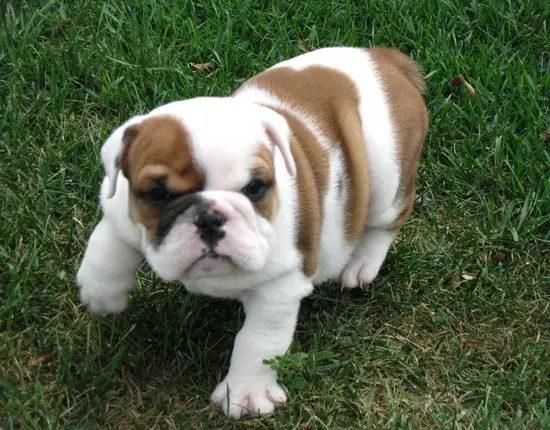 Outstanding French and English Bulldog Puppies for Sale